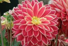 HORTICULTURE in hindi-2