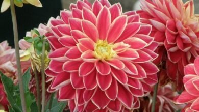 HORTICULTURE in hindi-2