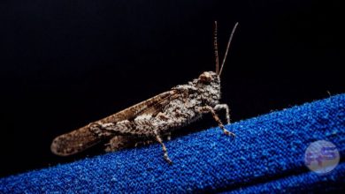 ओजय शील्ड्स: संन्यास के मुहाने से वेस्टइंडीज जर्सी तक का प्रेरणादायक सफर image