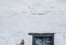 धर्मेंद्र का 90वां जन्मदिन: ही-मैन के अनमोल किस्से और फैंस का प्यार image