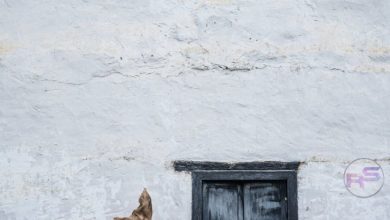 धर्मेंद्र का 90वां जन्मदिन: ही-मैन के अनमोल किस्से और फैंस का प्यार image