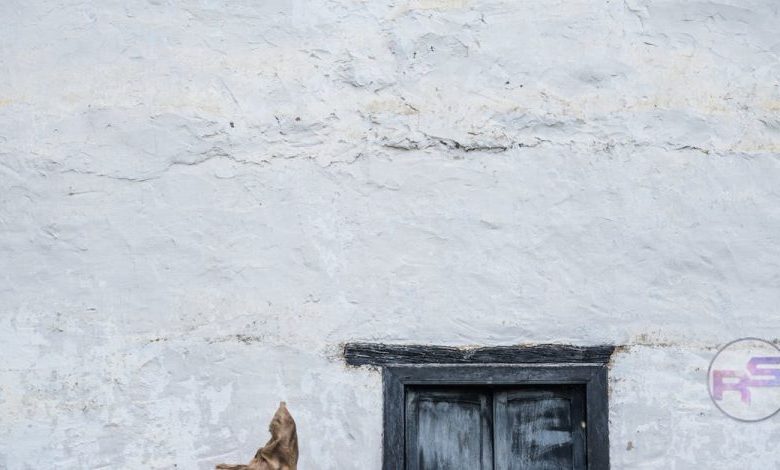 धर्मेंद्र का 90वां जन्मदिन: ही-मैन के अनमोल किस्से और फैंस का प्यार image